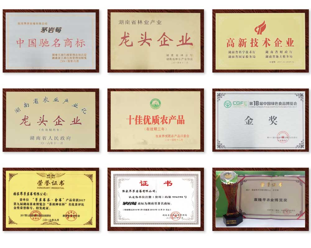 茅巖莓榮譽證書